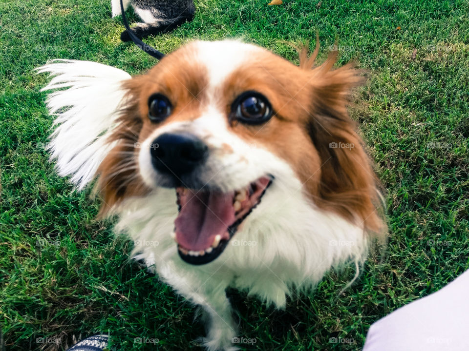 High angle view of Papillon dog