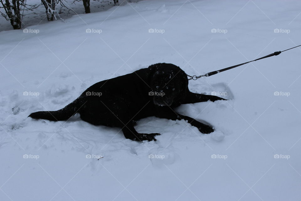 Laying in the snow. My dearly departed labrador, named Hamlet
2004/30/01-2015/07/30
Forever loved, forever missed
