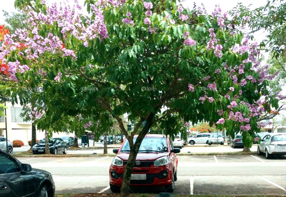The red car and the flowery tree