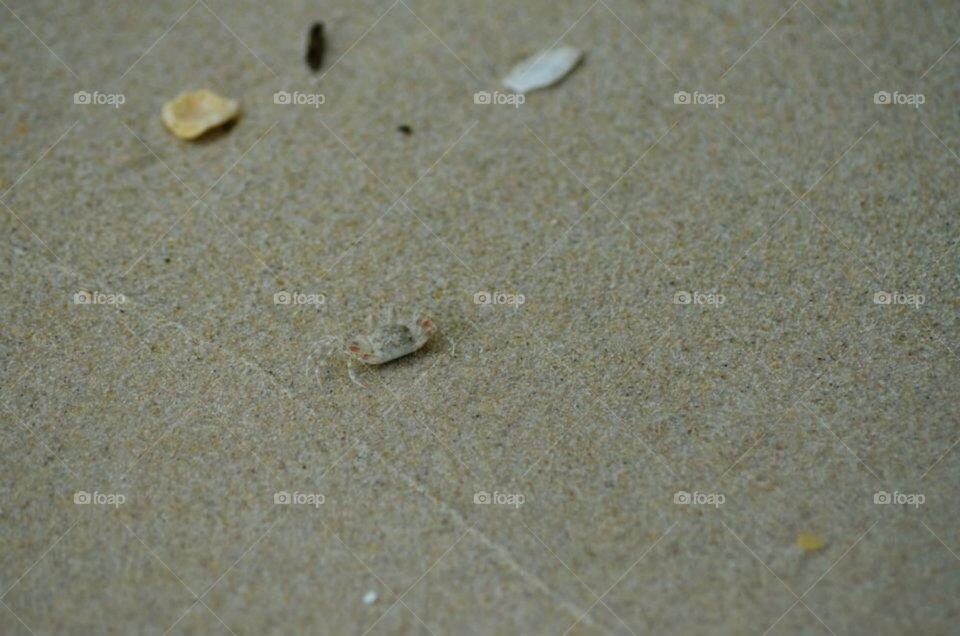 Sand Crab