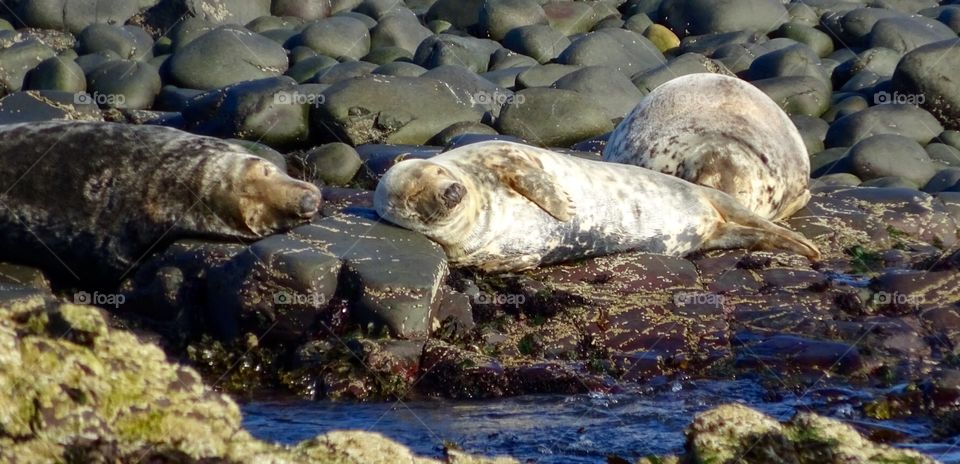 Atlantic Grey Seal. Seals on the Farne Islands Northumberland 