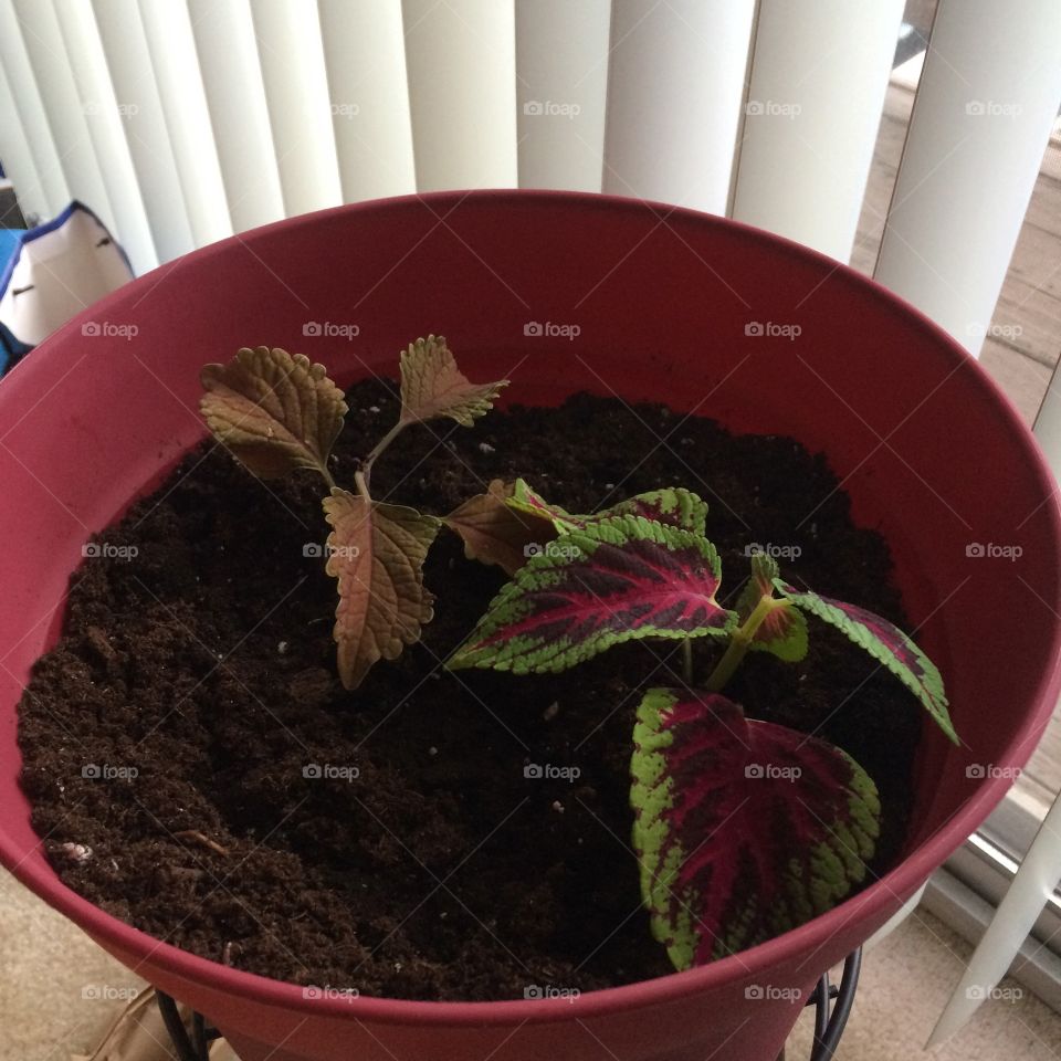 Plants in large pot 