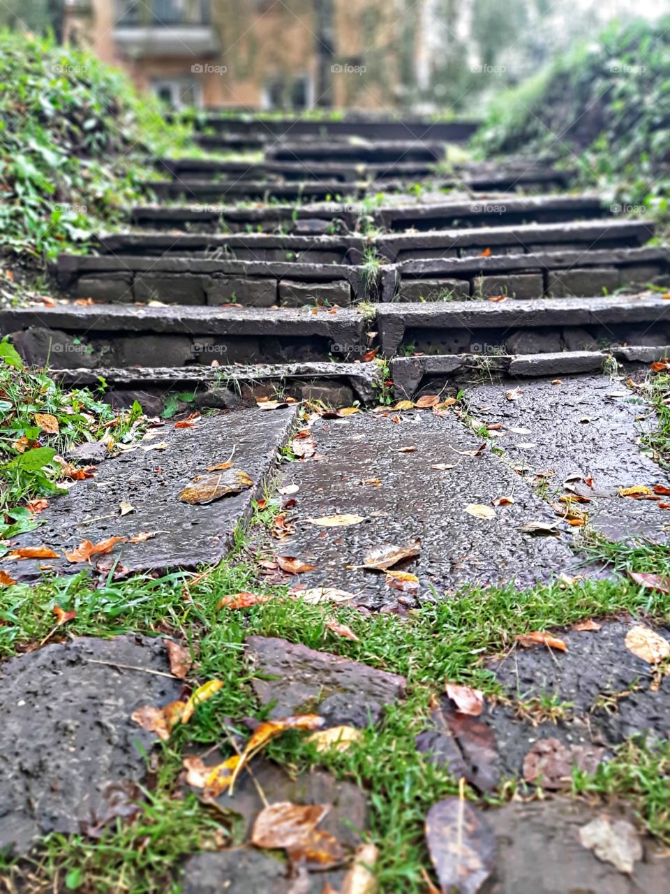 старая лестница в осенних листьях
