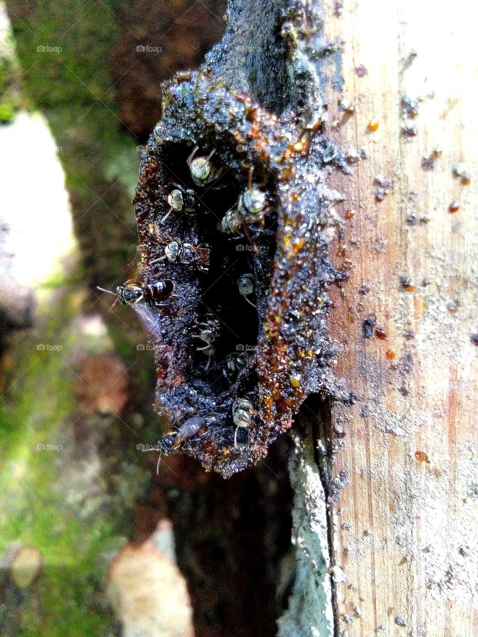 Stingless bees, sometimes called stingless honey bees or simply meliponines, are a large group of bees, comprising the tribe Meliponini.Stingless bees have been shown to be valuable pollinators of crops such as macadamias and mangos