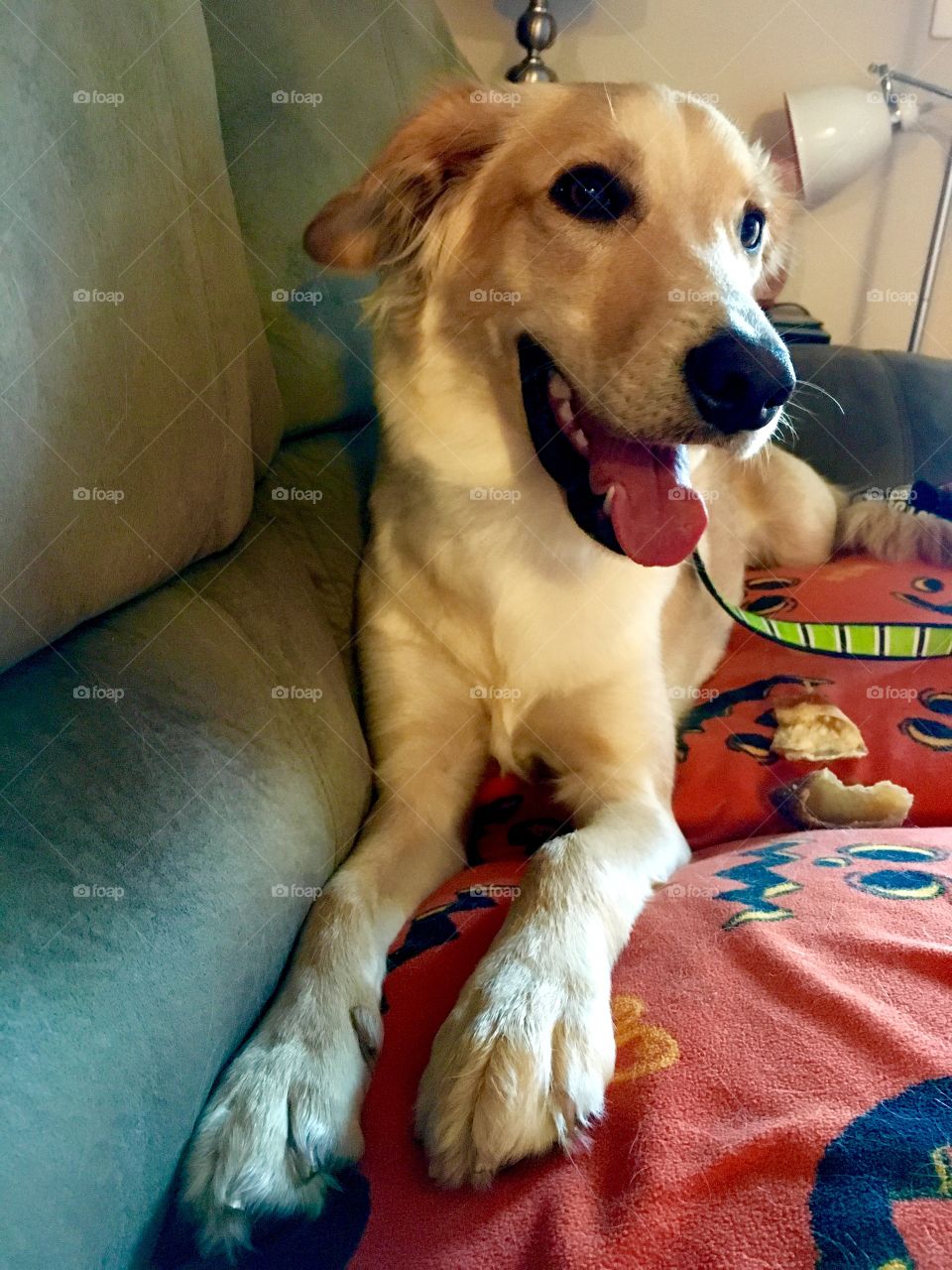 Cooper laughing and laying on couch