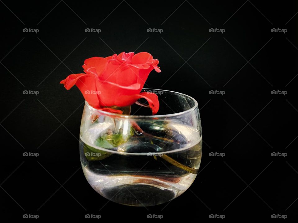 Rose in the vase