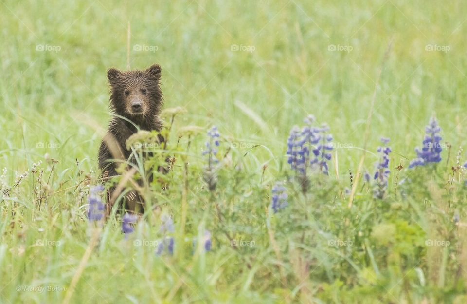 Brown bear cub peeking over lupines