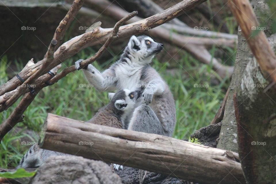 Lemurs