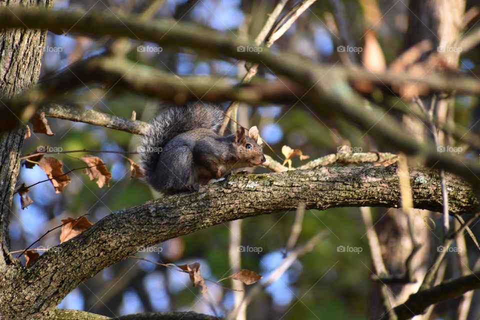 A timid squirrel hides in a tall tree