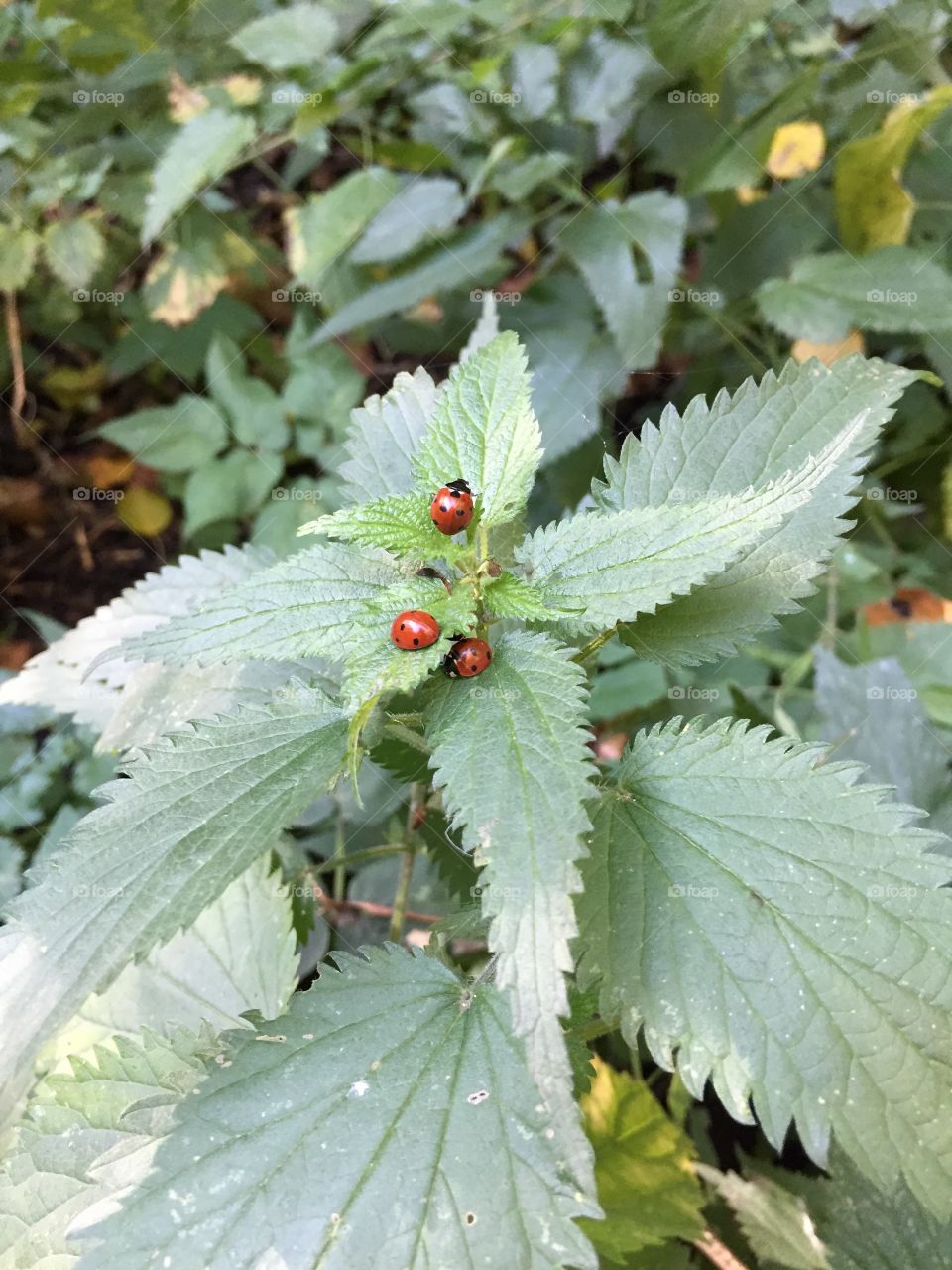 Cute little ladybugs