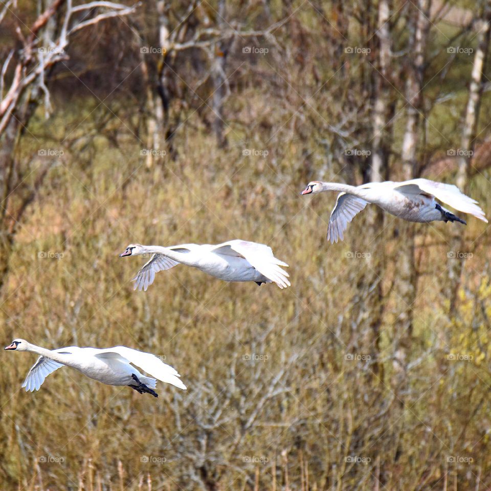 Swans in flight