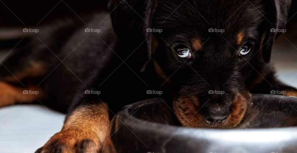 Baby dog my friend's dog