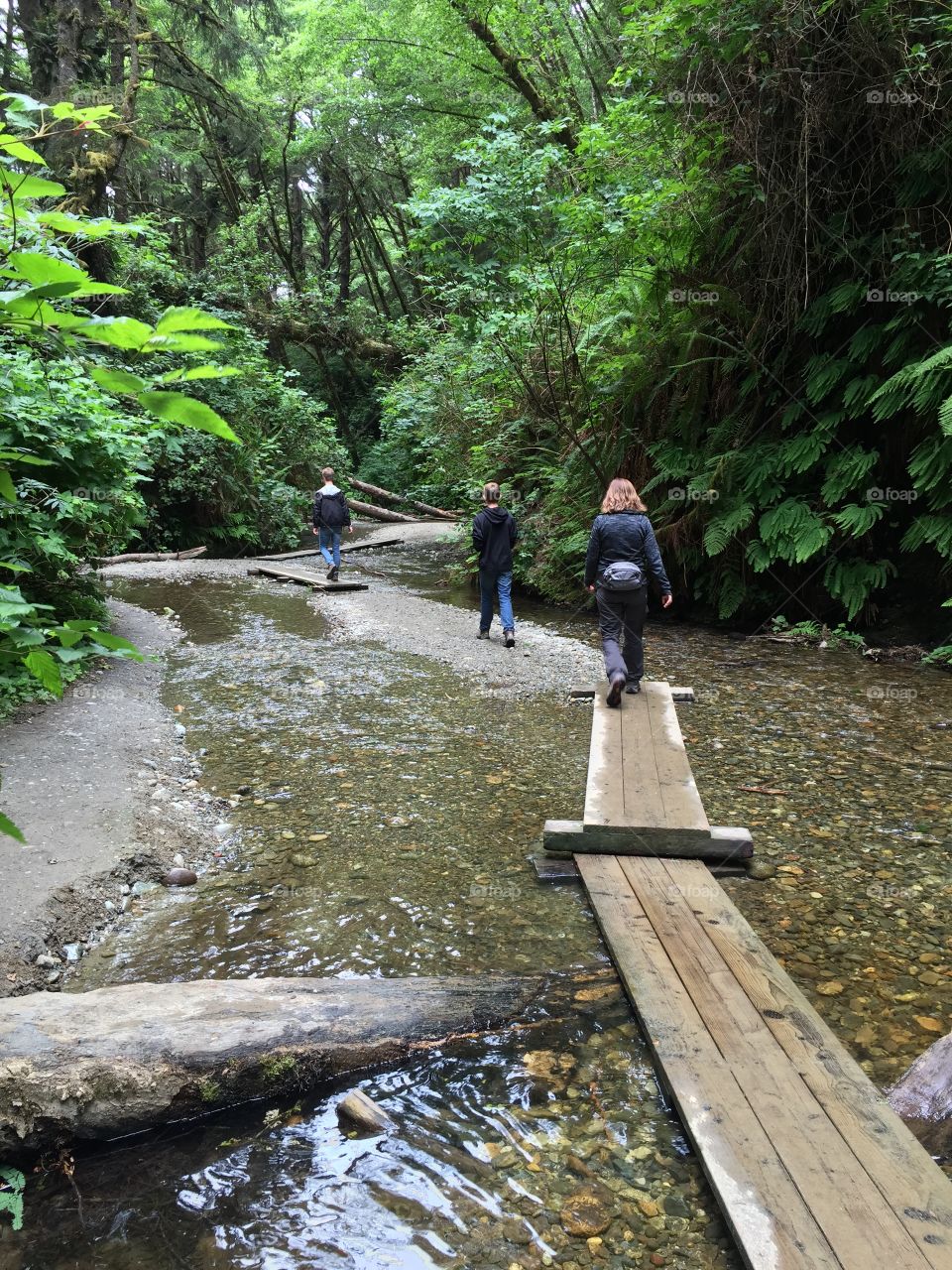 Forest Water Path