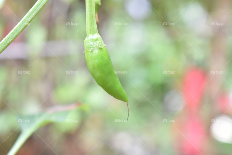 Green chilly