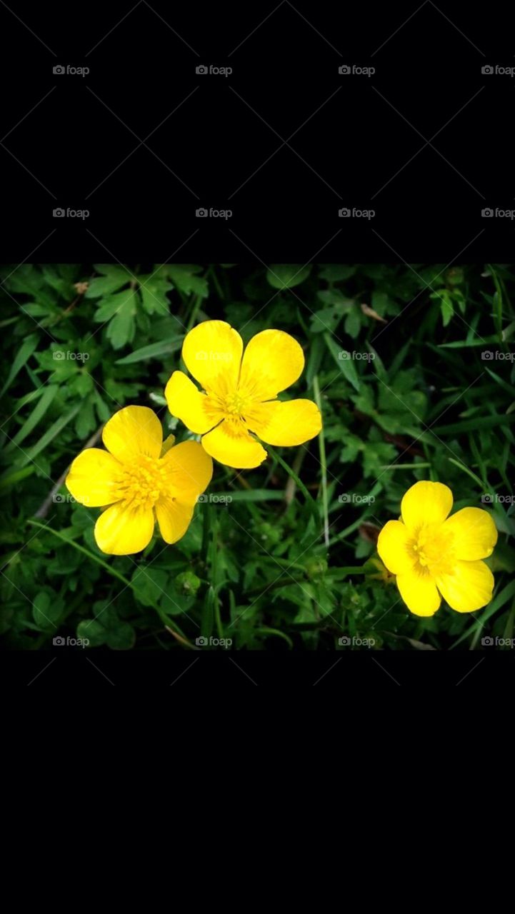 Three Buttercups