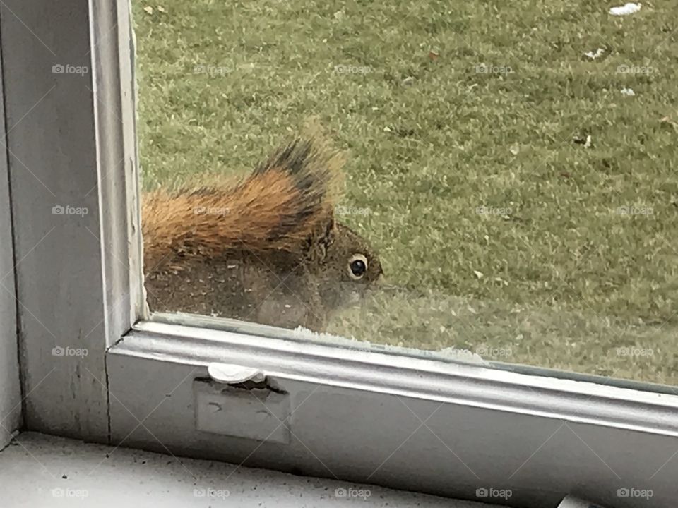 A squirrel is on my window sill.