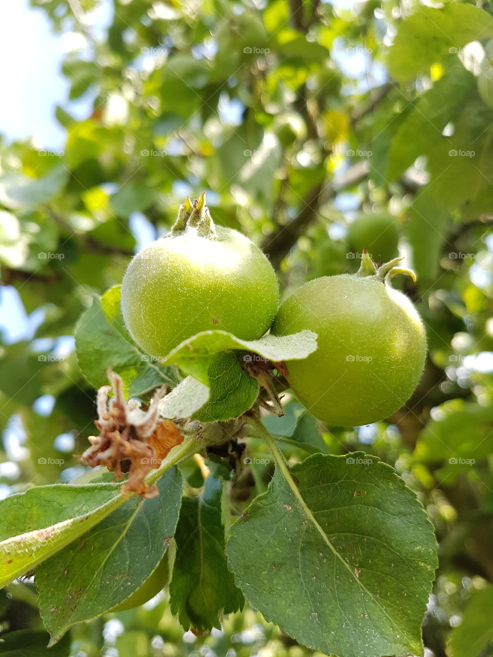Apple, tree