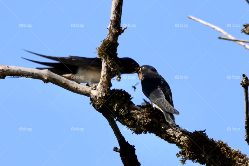 Swallow 