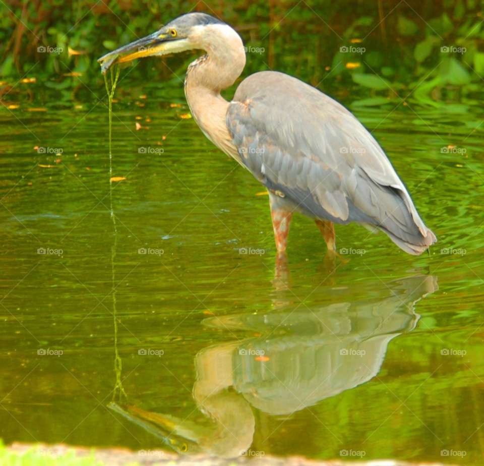 heron great blue heron bird fishing by lightanddrawing