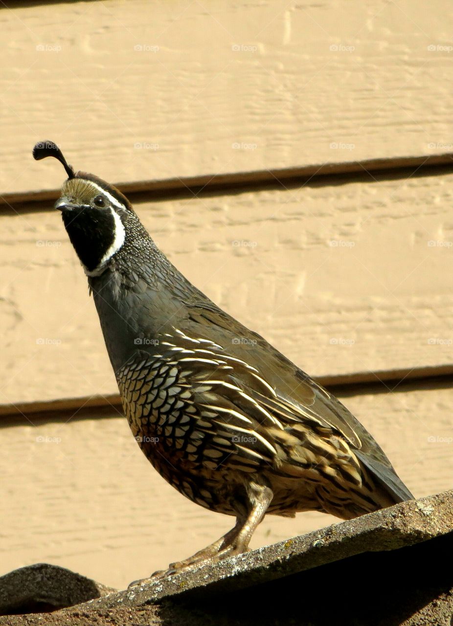 quail sightseeing