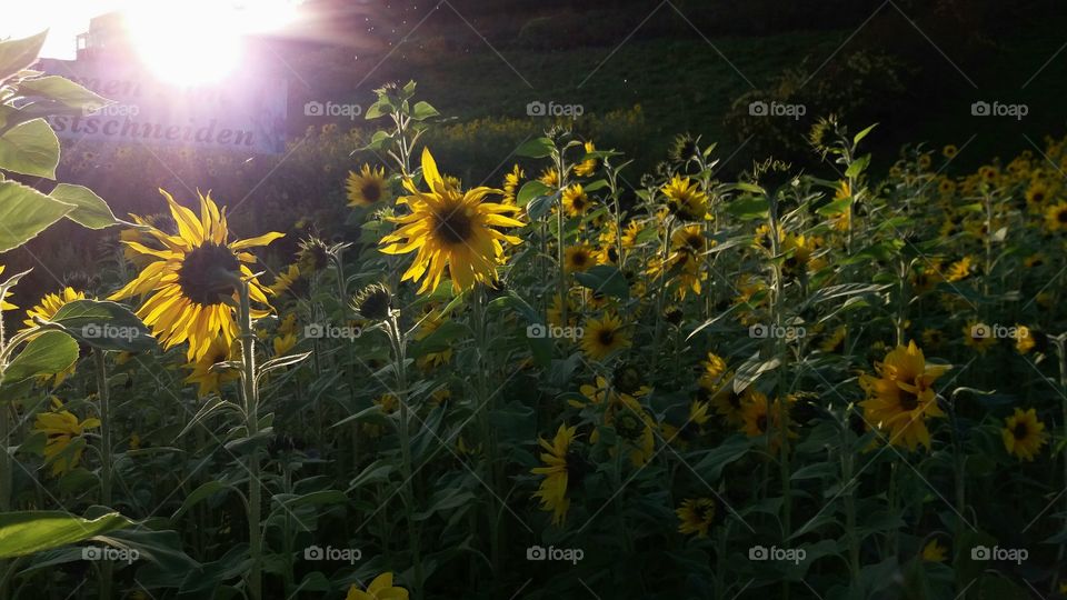 sunflowers sunset