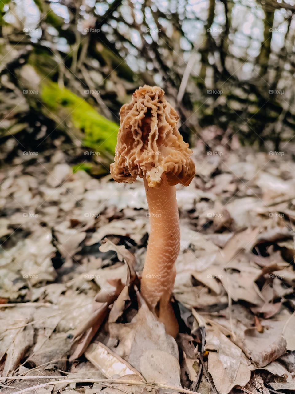 Wild mushroom Verpa bohemica growing among dried fallen leaves in spring forest. Trees and log, covered with green moss on the background. Sunny weather