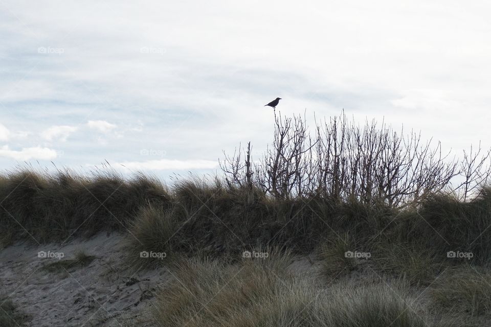 Little bird in a bush that caught my eye whilst walking on the beach ...