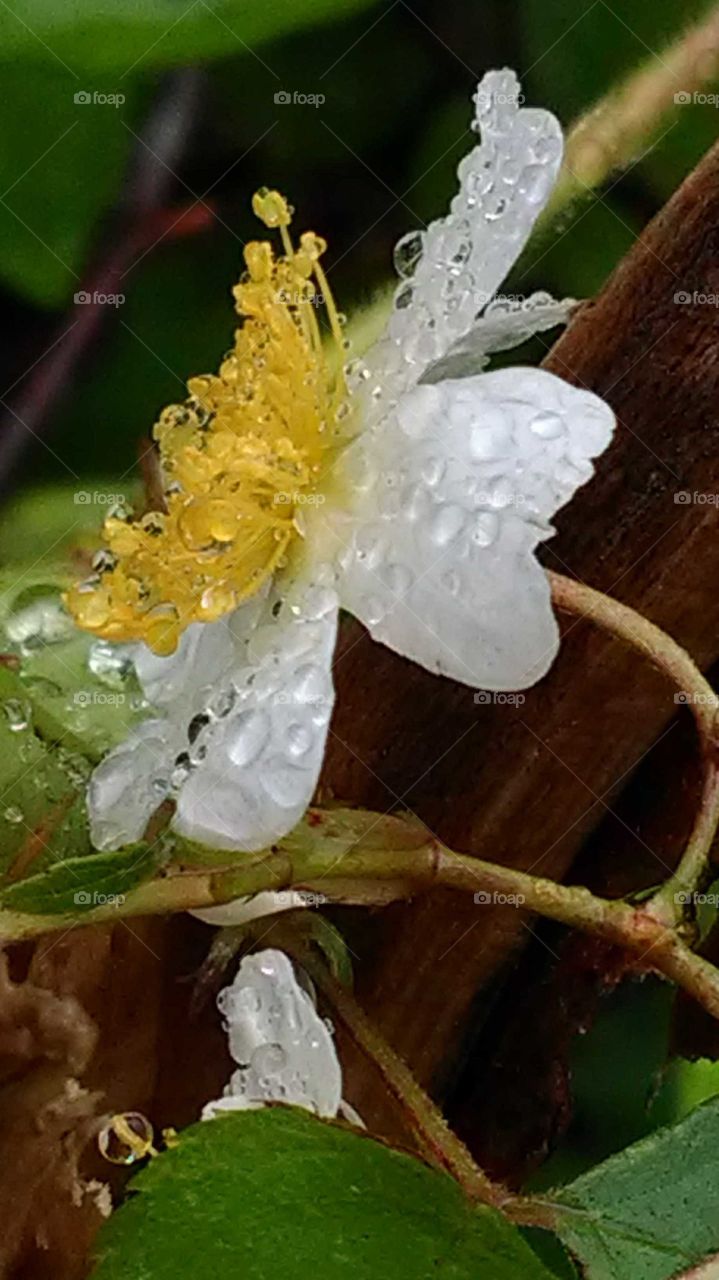 White flower in the rain