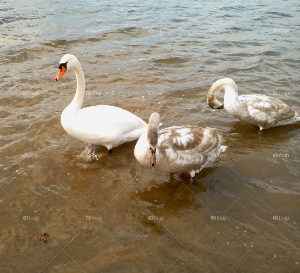 Swan, Bird, Water, Nature, Lake