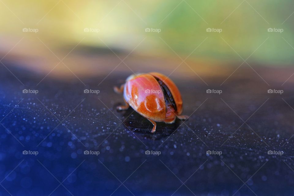 Ladybug