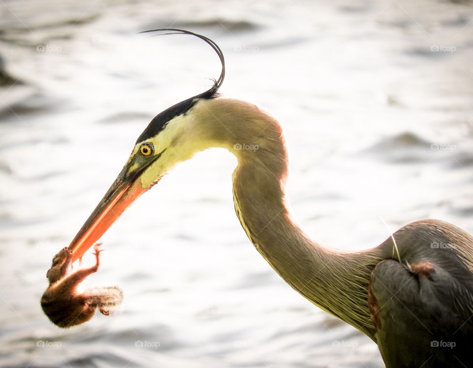 Heron eats chipmunk