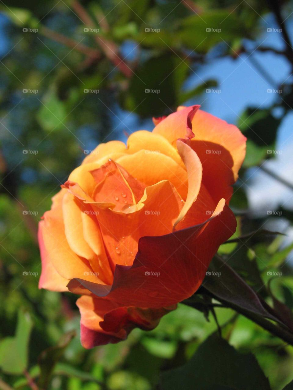 Orange yellow rose