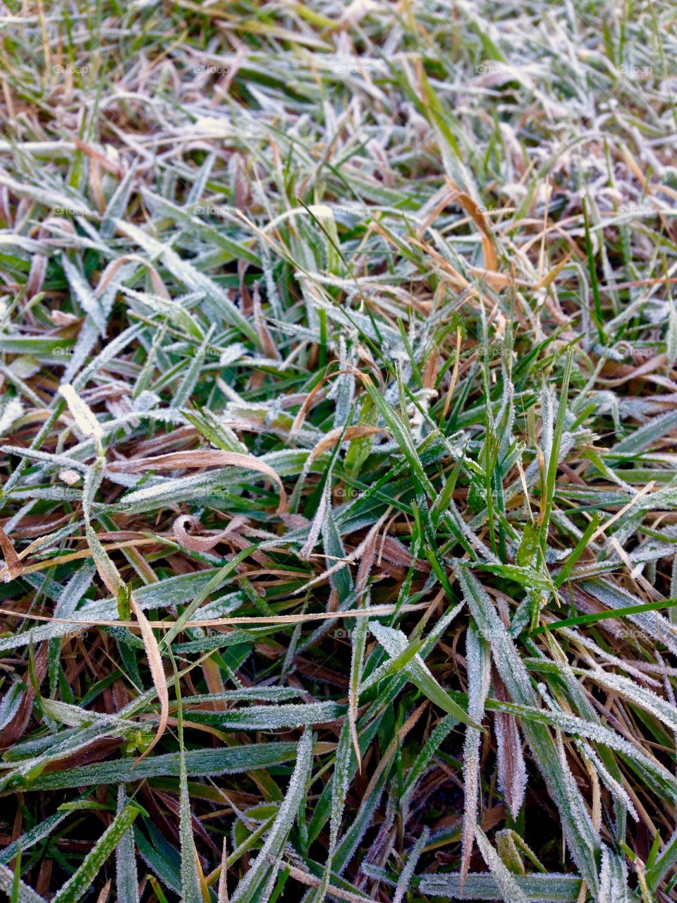 First frost on the green grass pattern 