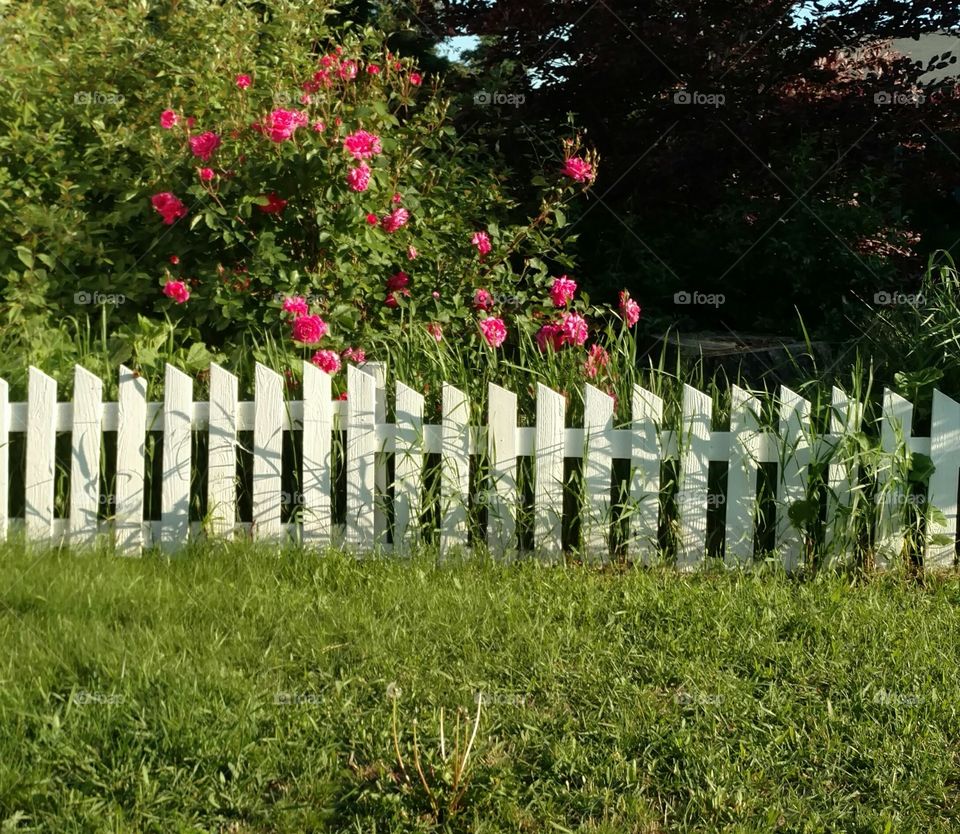 picket fence garden