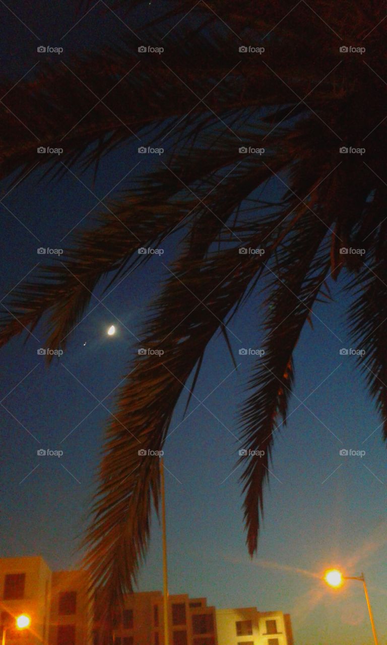 the moon seen under a palm tree