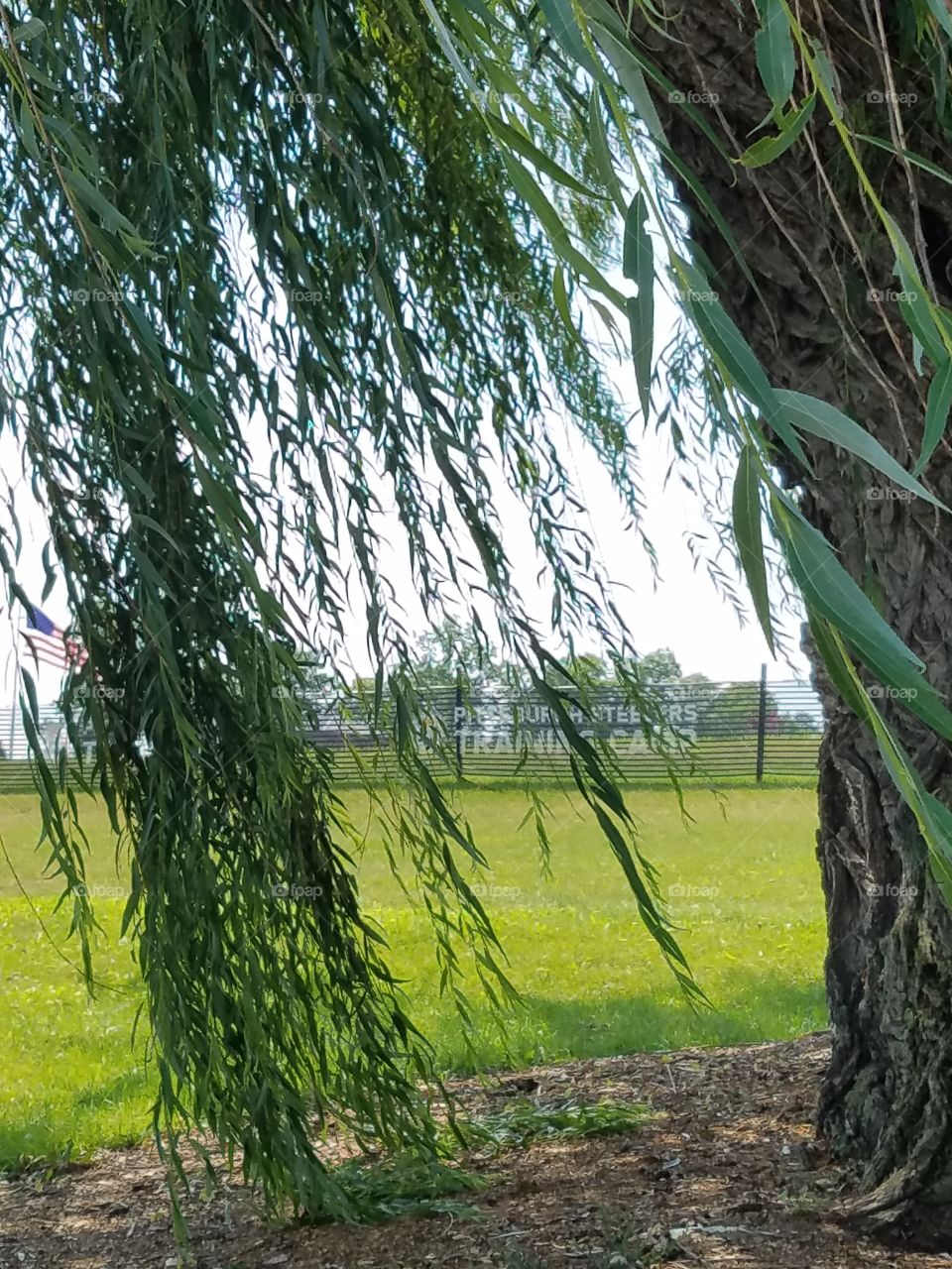 steelers training camp fence between willow tree with US flag waving in the background