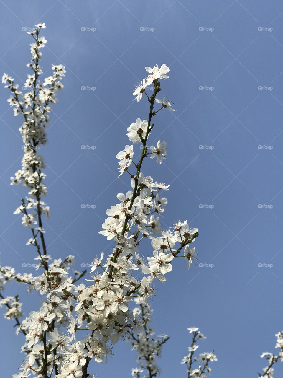 Spring blooming branch 