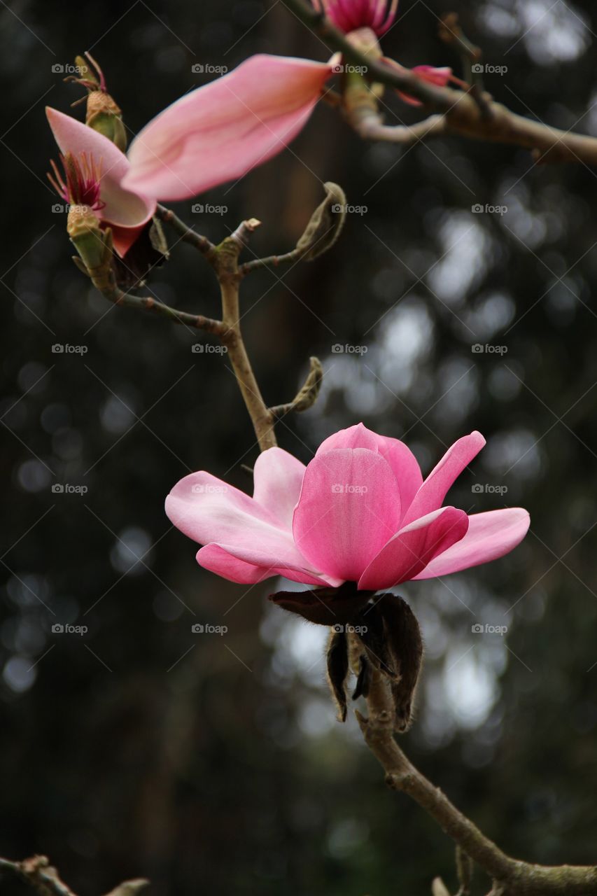 Magnolia 