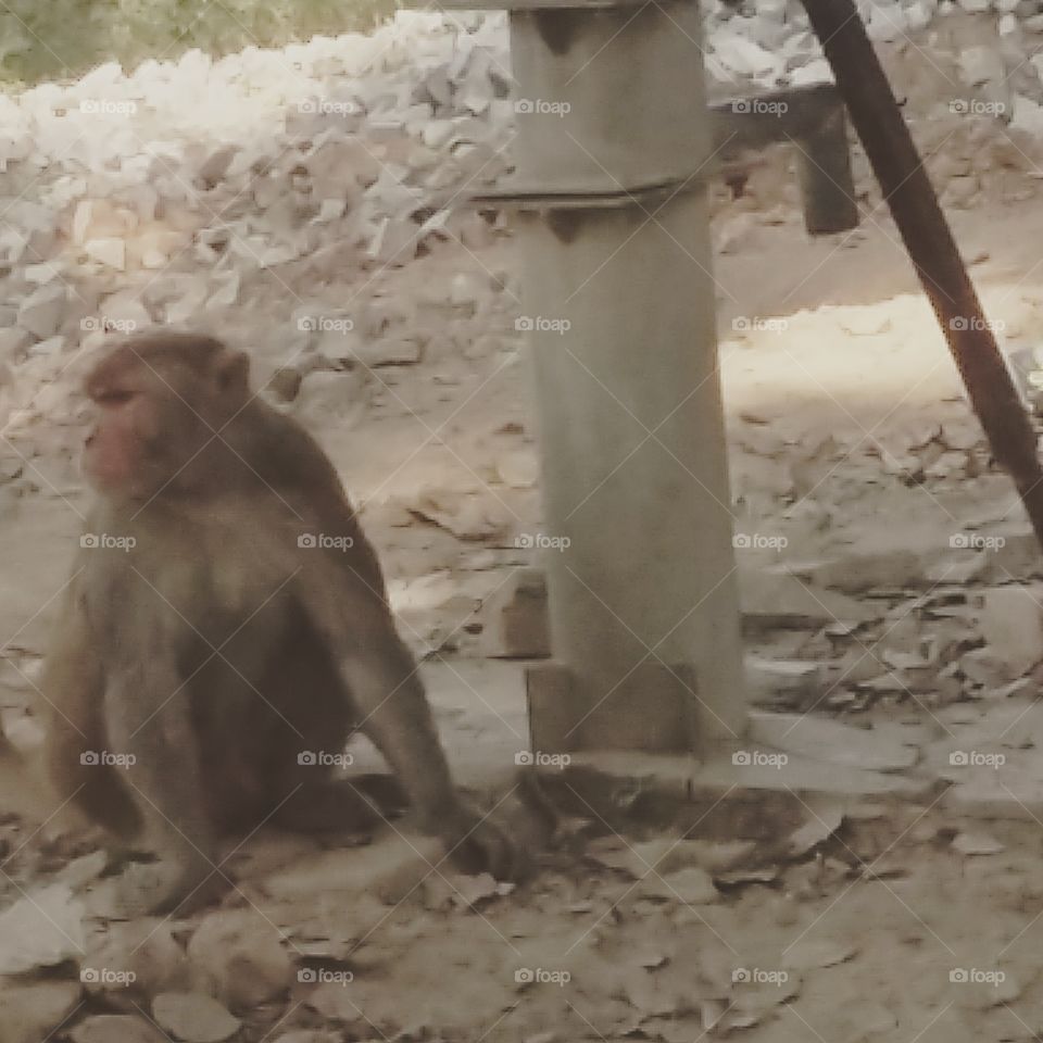Thirsty monkey