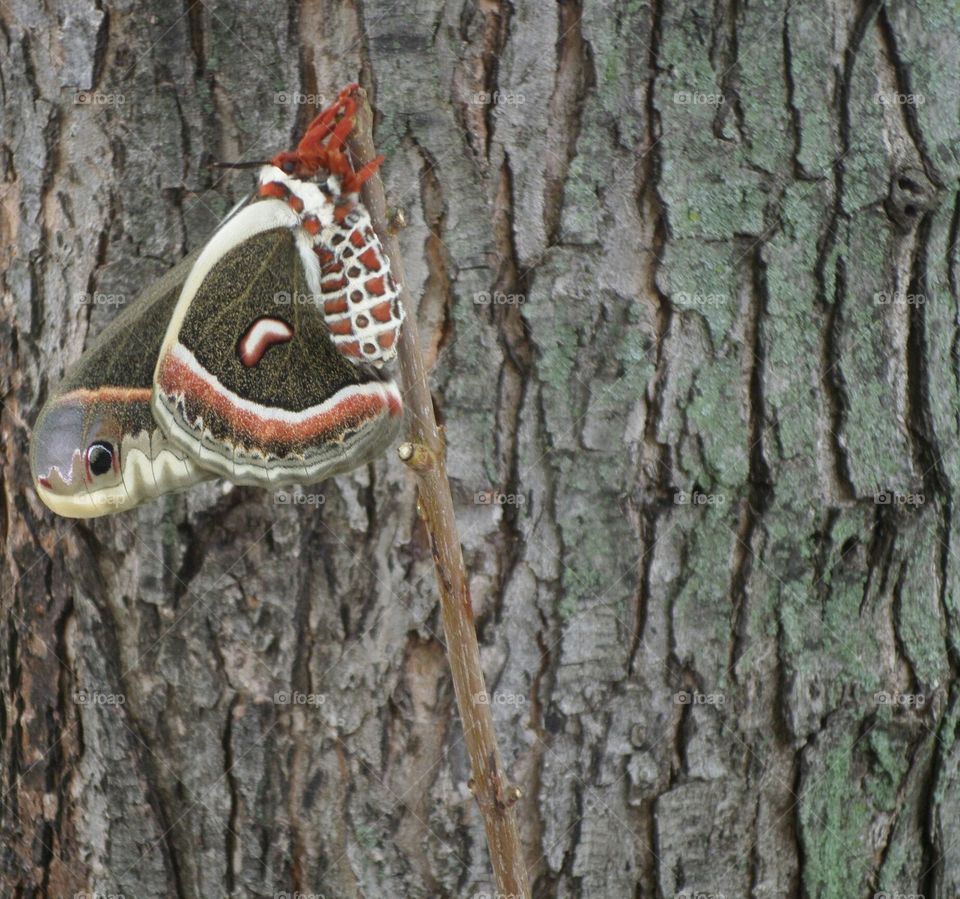 We get to see these mesmerizing creatures every year.  They love our yard.