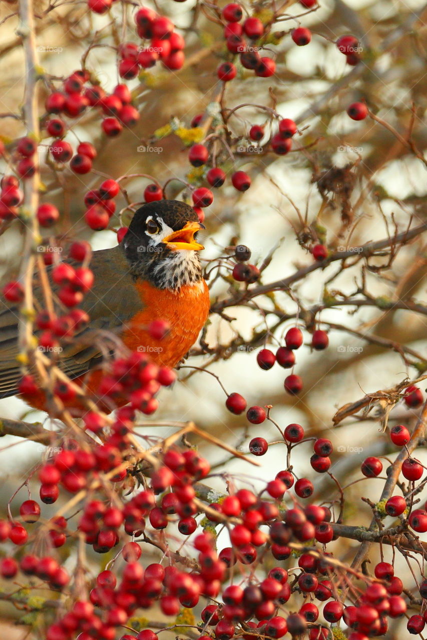 American robin 