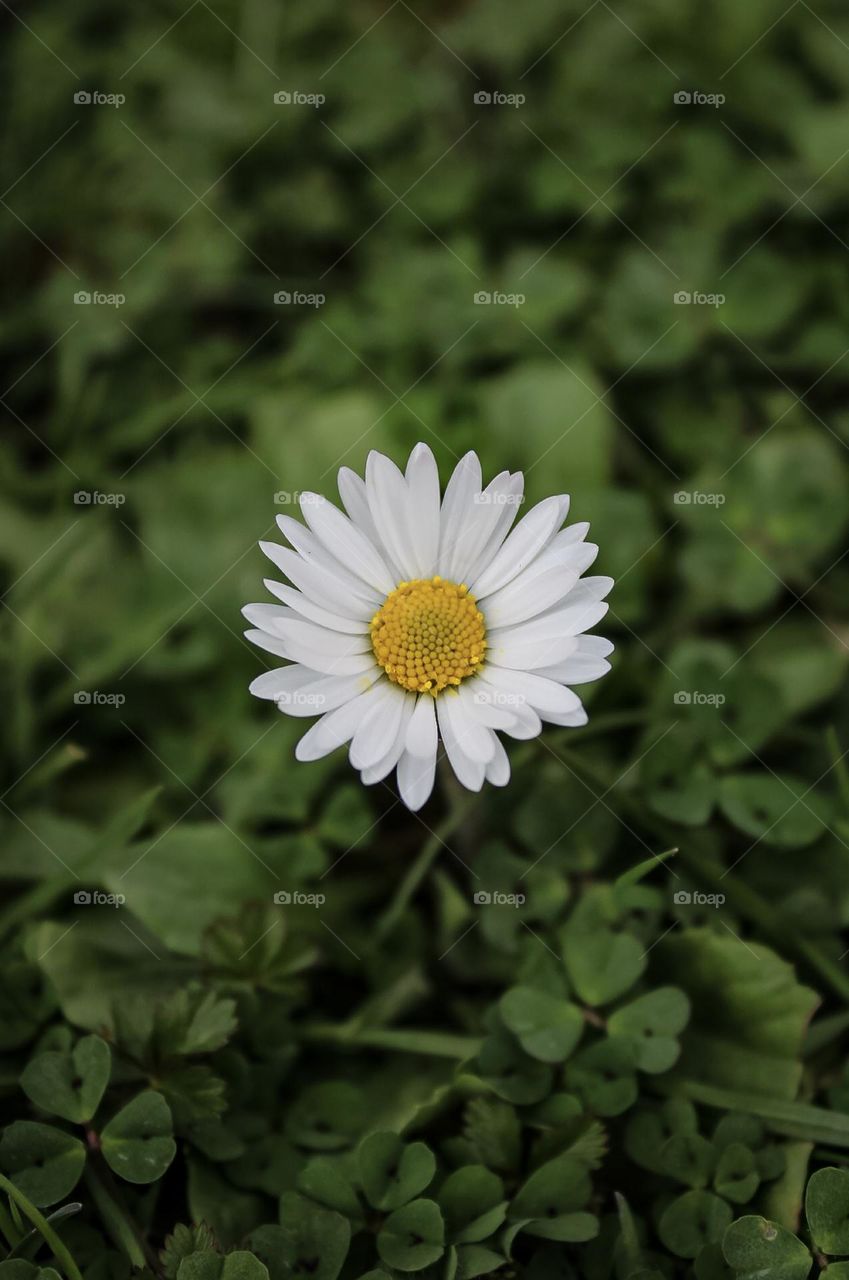 Daisy