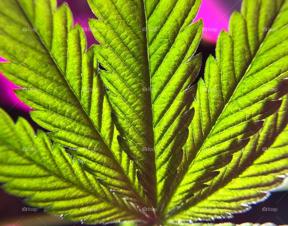 Vibrant Hemp Leaf