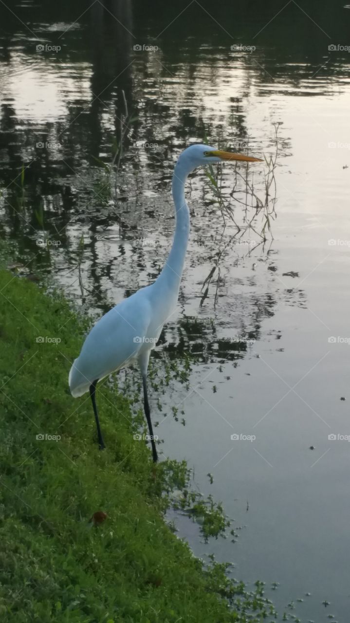 Egret bird