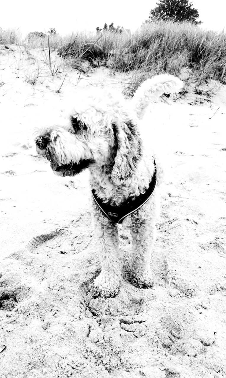 cute little dog in the sand - black and white