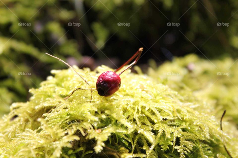 Berry on a moss