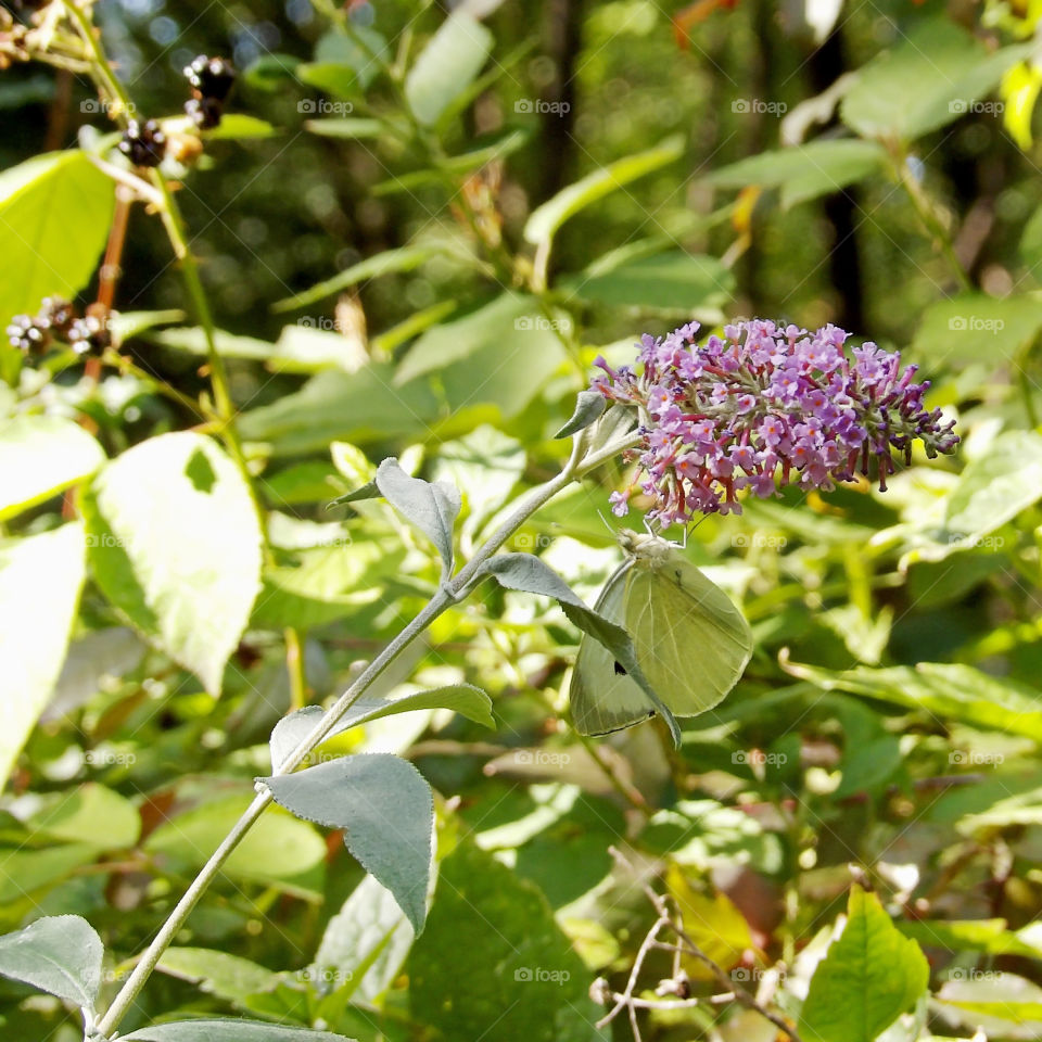 Upside down butterfly and basic nature