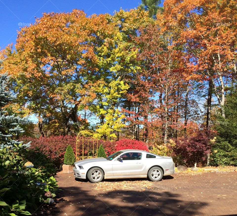 Mustang in Autumn 