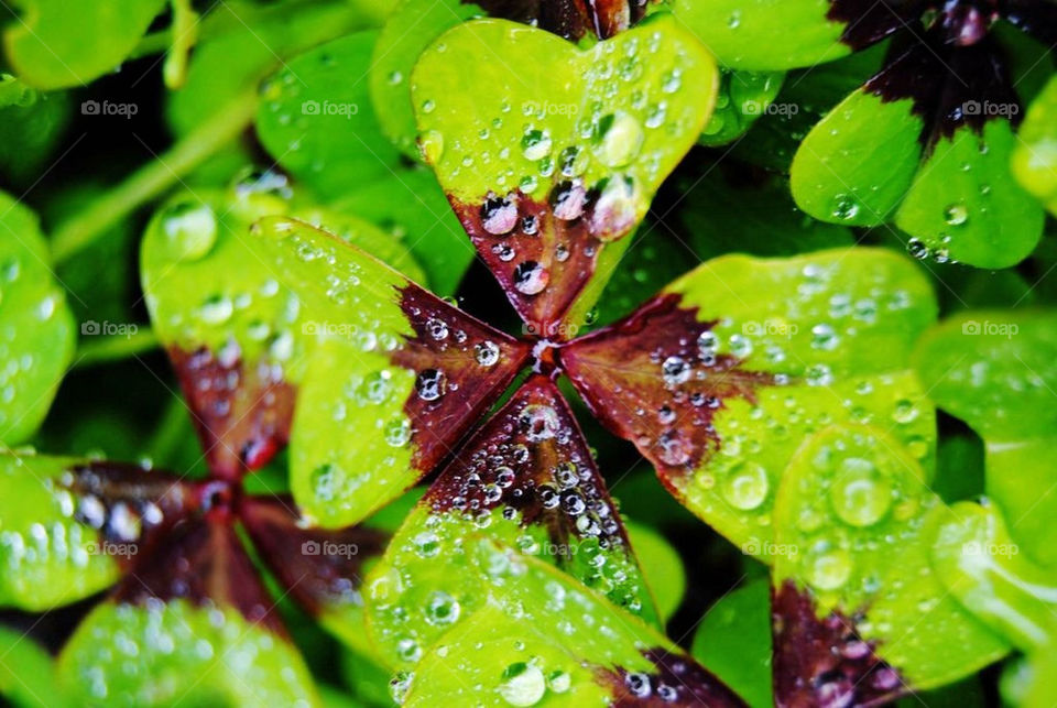 garden flower summer rain by merethe