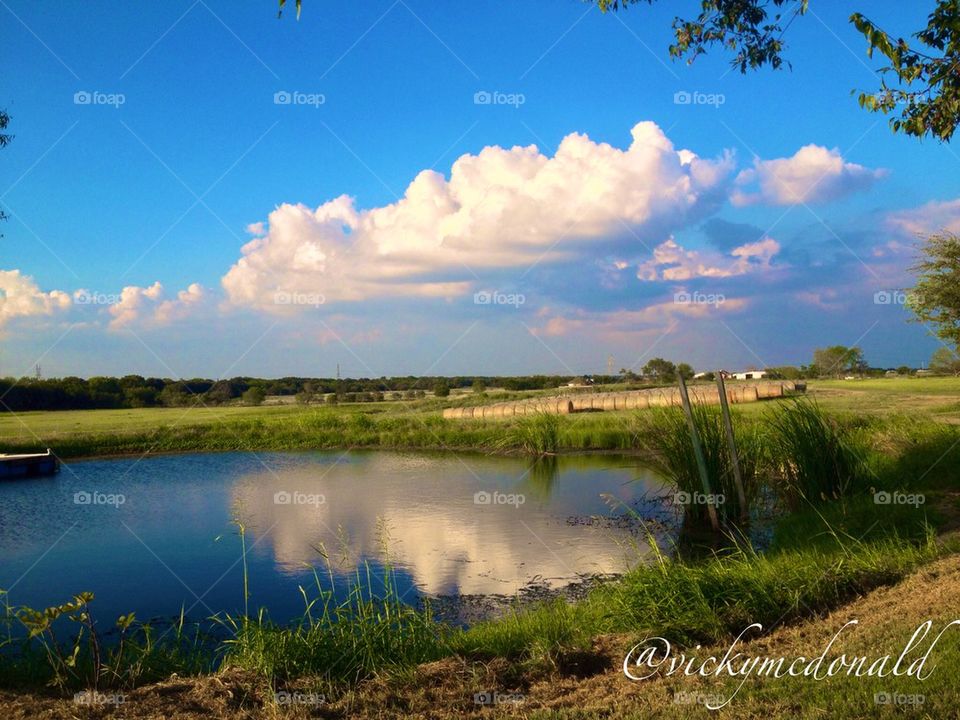 Summer pond reflection